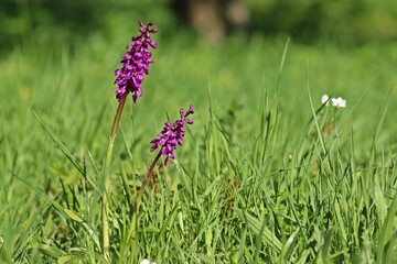 Stattliches Knabenkraut (Orchis mascula)