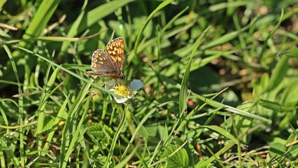 Schlüsselblumen-Würfelfalter (Hamearis lucina).