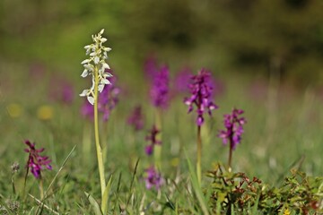 Weißling des Stattlichen Knabenkrauts (Orchis mascula).