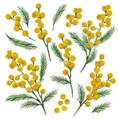 Watercolor composition with mimosa branches on a white background. Bright and spring botanical motif in natural green and yellow shades. Ideal for posters and interior, packaging, cosmetics, banners.