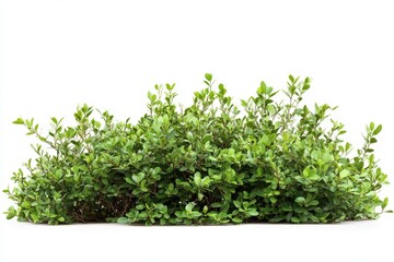 Fototapeta premium Green shrub, dense foliage, small leaves, ground cover, isolated on white background,