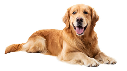 Golden Retriever Isolated on Transparent Background for Professional Designs