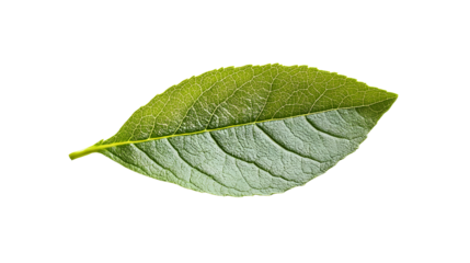 Vibrant Green Leaf on Transparent Background for Design Projects
