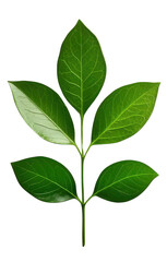 Naklejka premium Fresh Green Leaves on a Stem Isolated on a Transparent Background for Natural and Botanical Designs