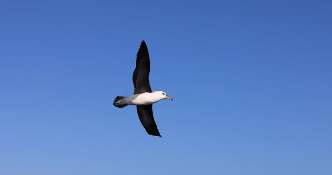 An albatross sea bird with dark brown wings gracefully flying high above the ocean. Captured from below on a clear blue sky sunny day.