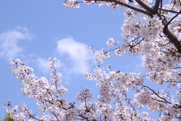 cherry tree blossom