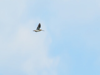 Common Snipe (Gallinago gallinago) in Flight against Blue Sky