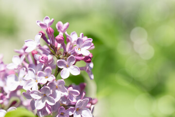 Springtime Symphony.. Beautiful  Lilac Blossoms in Bloom. Seasonal Backgrounds