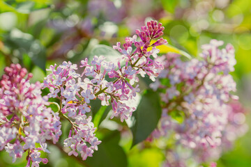 Springtime Symphony.. Beautiful  Lilac Blossoms in Bloom
