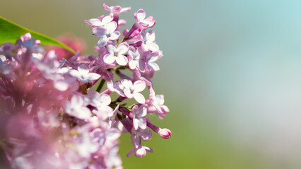 Springtime Symphony.. Beautiful  Lilac Blossoms in Bloom