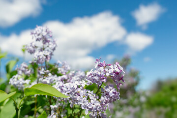 Springtime Symphony.. Beautiful  Lilac Blossoms in Bloom