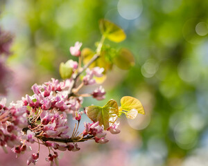 Springtime Symphony.. Beautiful  Cercis siliquastrum Blossoms in Bloom. Seasonal backgrounds