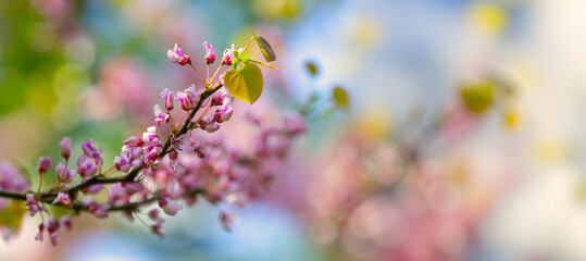 Springtime Symphony.. Beautiful  Cercis siliquastrum Blossoms in Bloom. Seasonal backgrounds
