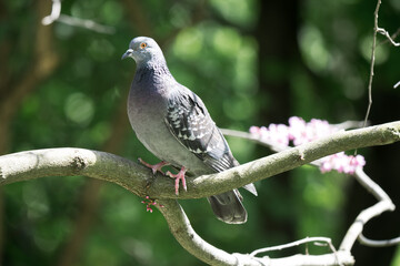 Pigeon bird on the tree. City park, springtime. Seasonal background