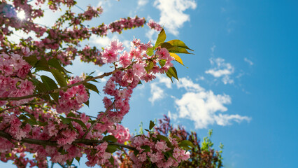 Springtime Symphony.. Beautiful  Sakura Blossoms in Bloom. Seasonal backgrounds