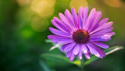 Obraz premium stunning purple flower in sharp focus against serene blurred green background