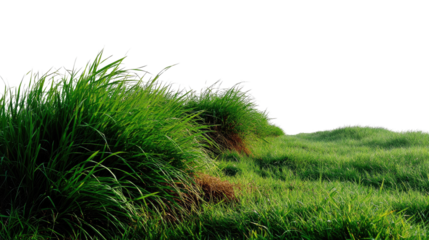 Lush Meadow Scene: A vibrant expanse of verdant grass sways gently in the sunlight, offering a refreshing touch of nature, evoking feelings of tranquility.