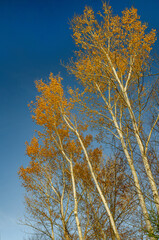 600-07 Quaking Aspen Trees