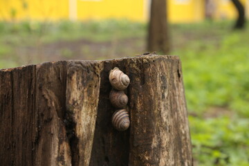 The cohesion of snails is the key to their success.