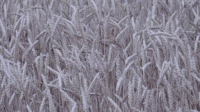 Grain-growing farm. Beardless wheat (Triticum vulgare var. muticum ripens on the plain. The ear bent under the weight of the grain. A field on the plain.