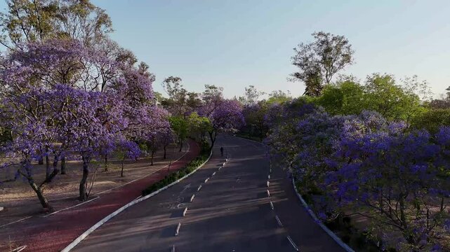 Cyclist riding through blooming jacaranda trees in mexico