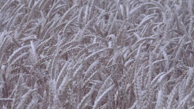 Grain-growing farm. Beardless wheat (Triticum vulgare var. muticum ripens on the plain. The ear bent under the weight of the grain. A field on the plain.