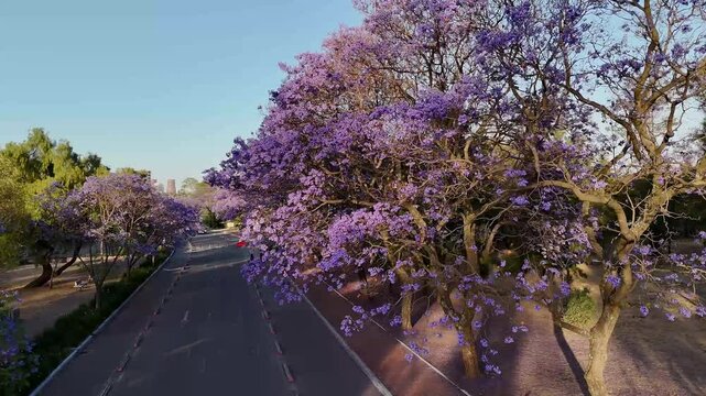 Blooming jacaranda trees line a picturesque road in mexico