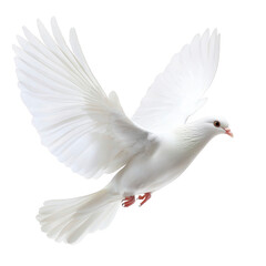 Obraz premium White dove gracefully soars through air, symbolizing peace and freedom with its wings fully extended against clear background. bird serene expression adds to tranquil scene