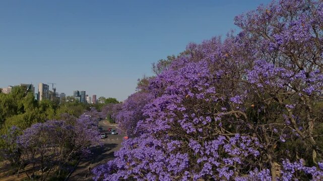 Blooming jacaranda trees adorn mexico city in spring