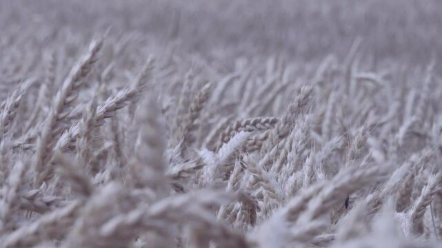 Grain-growing farm. Beardless wheat (Triticum vulgare var. muticum ripens on the plain. The ear bent under the weight of the grain. A field on the plain.