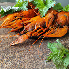  Trio of Cooked Crayfish with Fresh Green Leaves
Concept of seafood, culinary display, natural elements