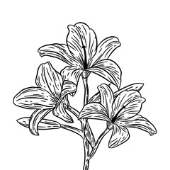 Vintage flower vector Illustration. Vintage flower. Monochrome vintage flower. Flower outline vintage illustration. Hand drawn flower in retro style.