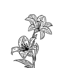 Vintage flower vector Illustration. Vintage floral. Monochrome vintage flower. Flower outline vintage illustration. Hand drawn flower in retro style.