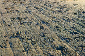Horse shoe marks on a sandy beach.