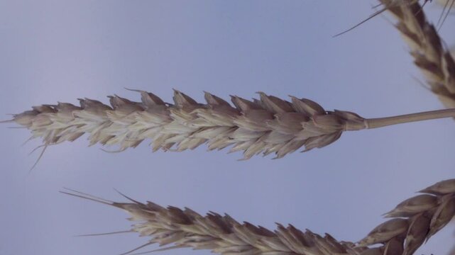 An ear of Beardless wheat (Triticum vulgare var. muticum). The final ripeness of the grain
