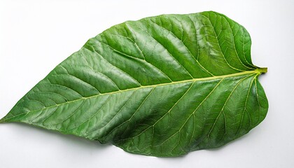 Obraz premium leaf leaves of amorphopallus konjac also known as devils tongue from japan