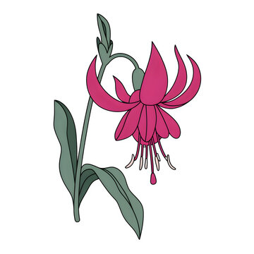 pink fuchsia flower stem isolated clip art preview