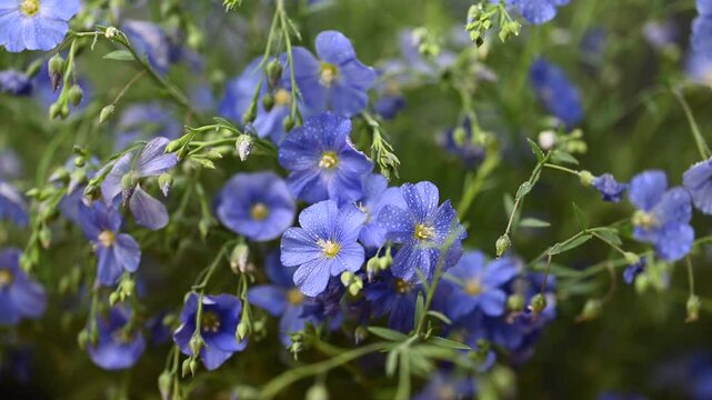 beautiful video of flax flowers