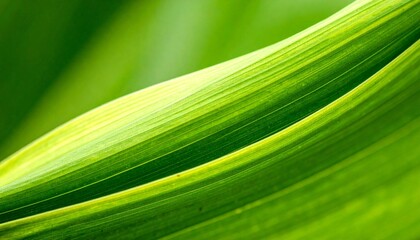 green leaf texture