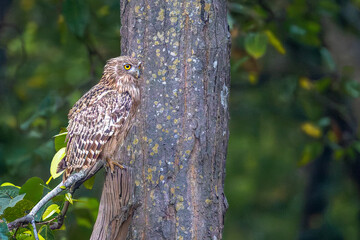 BROWN FISH OWL 