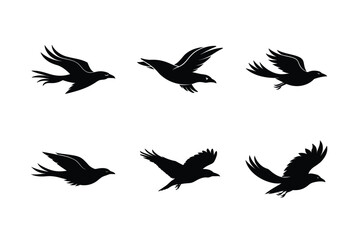 Fototapeta premium Flight Path Crow Silhouette