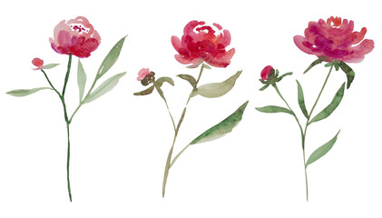 Obraz premium Set of Hand-Painted Watercolor Peonies – Botanical Floral Illustration on Transparent Background