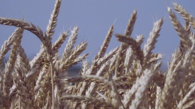 Grain-growing farm. Beardless wheat (Triticum vulgare var. muticum ripens on the plain. The ear bent under the weight of the grain. A field on the plain.