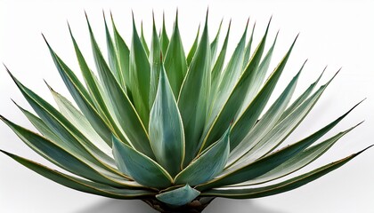 Obraz premium agave azu isolated