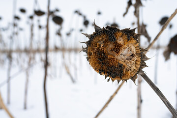Dry unharvest sunflower field decimated with snow in wintertime, close up shot