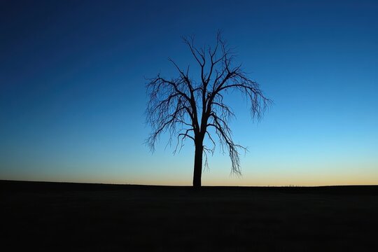 Solitary tree silhouette at twilight