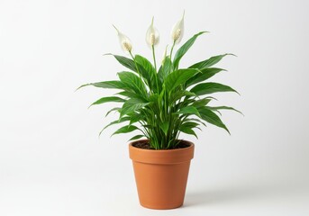 Obraz premium Peace lily in pot with blooms on white background