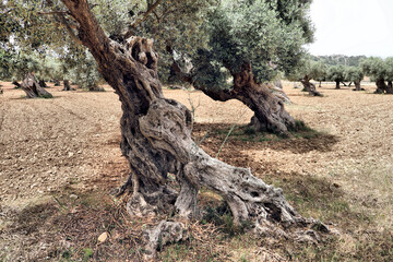 Gnarled and twisted olive tree (Olea europaea) in a dry, expansive olive grove. The trunk is thick with a rugged, weathered texture, indicating age. Branches extend with dense, silvery-green leaves.