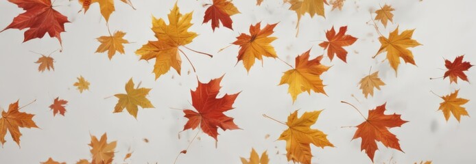 Several falling maple leaves in various stages of descent, showcasing rich autumn colors on a stark white background ,  clean,  motion