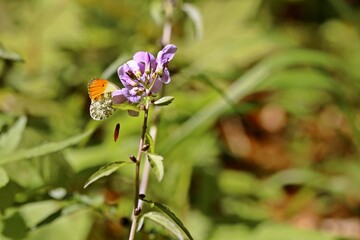 Männlicher Aurorafalter (Anthocharis cardamines) an Ausdauerndem Silberblatt (Lunaria rediviva)